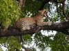 Leopard Chobe National Park