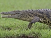 Nile Crocodile