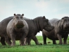 Hungry Hippos