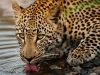 Leopard Drinking