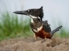 Giant Kingfisher