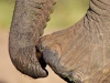 Elephant Toe Scratch
