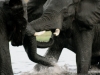 Teenage Bulls at play in river