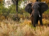 Beautiful fall colours in Chobe Park