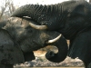 Kissing Elephants