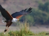 Fish Eagle and prey