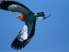 Lilac breasted roller in flight