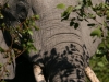 Beautiful shadows on elephant