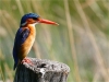 Malachite kingfisher in all his glory