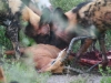 Wild dog kill