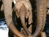 Baby Elephant