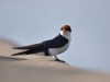 Wire tailed swallow