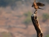 Darter preparing for lift off
