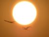 Storks in the sunset