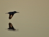 Kingfisher reflection