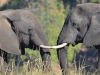 Pachyderm contact