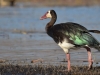 Spur winged goose
