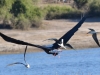 Fish Eagle being mobbed