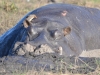Content hippo