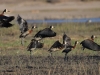 White faced ducks