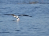 Skimmer in action