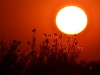 Sunset on the chobe