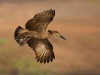 Hamerkop