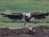 African fish eagle