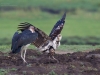 African fish eagle