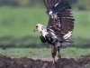 African fish eagle