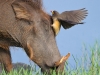 Yellow billed oxpecker