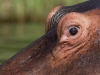 Hippo