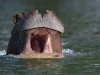 Hippo