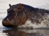 Hippo