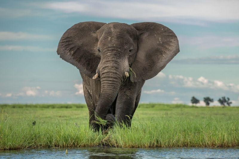 Elephant photography safari Chobe River Botswana