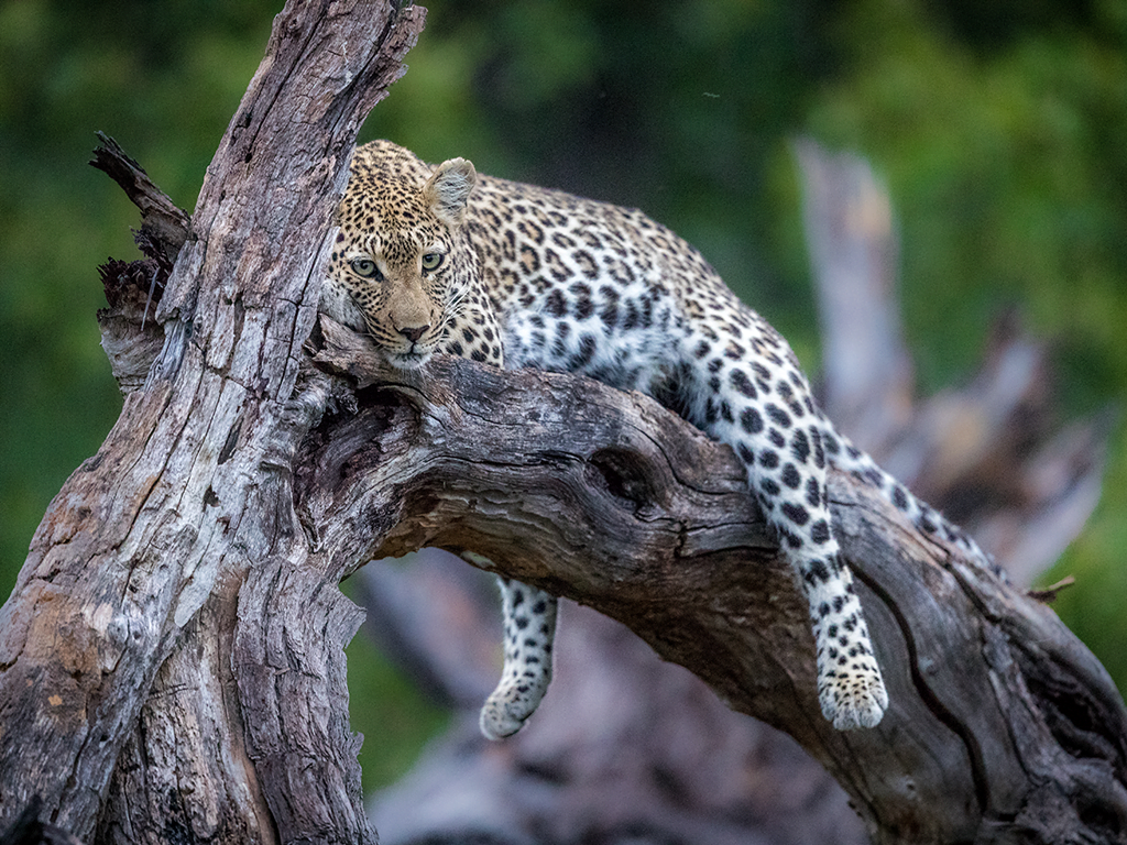 Sample Itinerary - Pangolin Photo Safaris