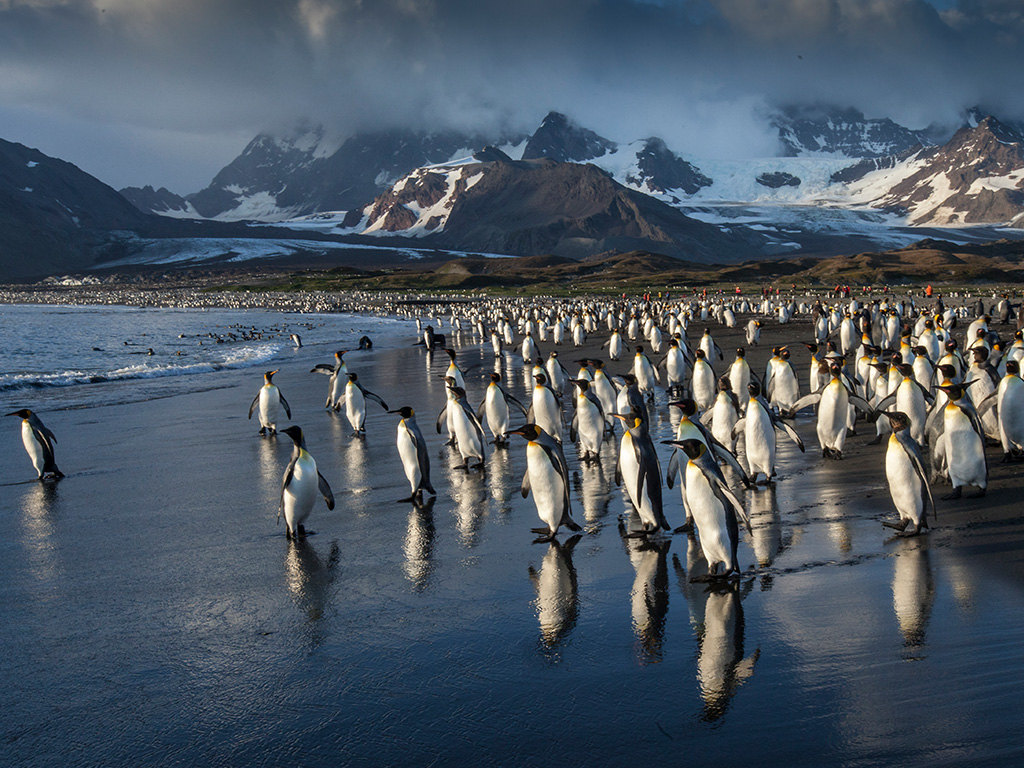 Pangolin Photo Safaris – Antarctica 03