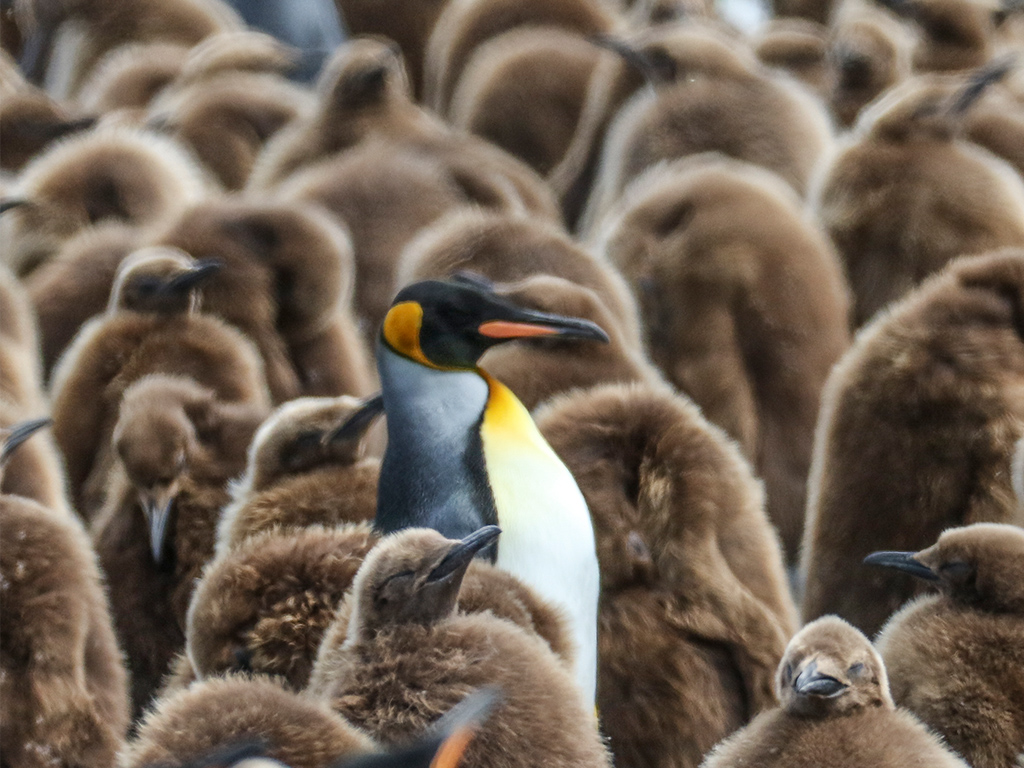 Pangolin Photo Safaris – Antarctica 05