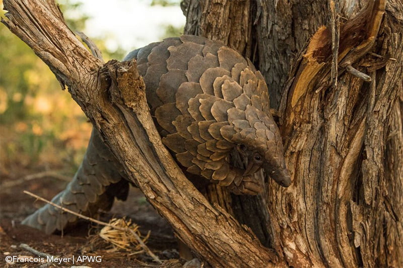 African Pangolin Conservation