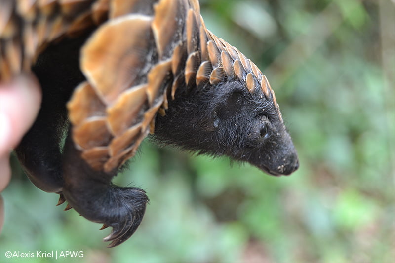 Pangolin Conservation Africa