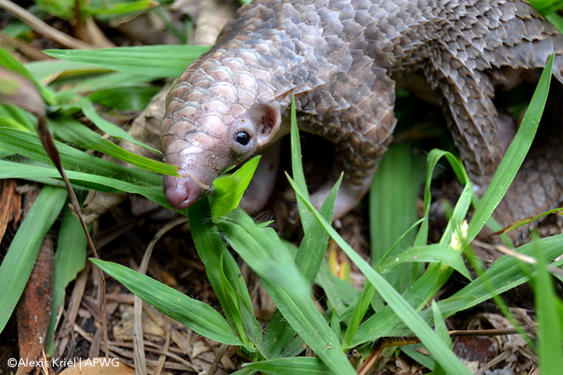 African Pangolin Photography