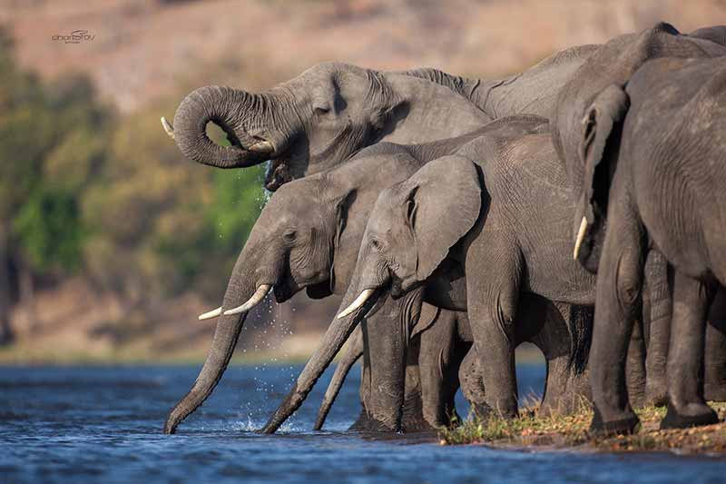 Chobe Delta private hosted photo safari