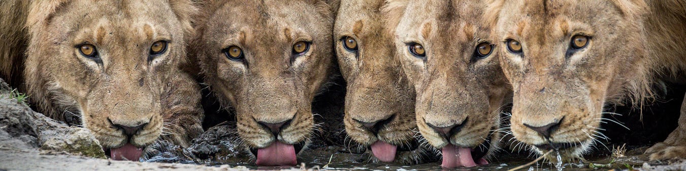 Chobe National Park Photographic Safari Package Chobe National Park Photographic Safari Package