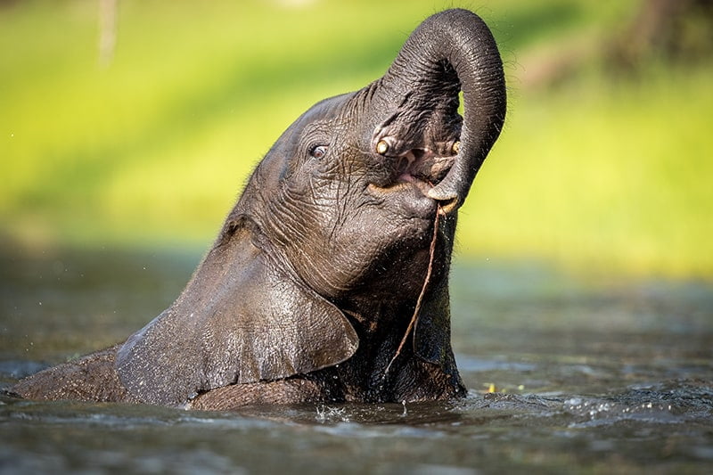 Elephant Camp Victoria Falls Chobe