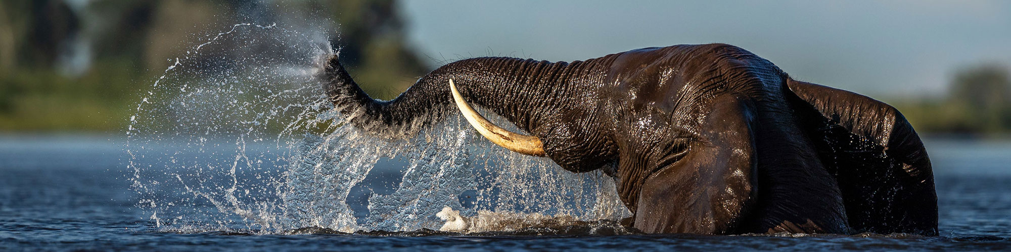 Elephant Chobe River Photo Safari