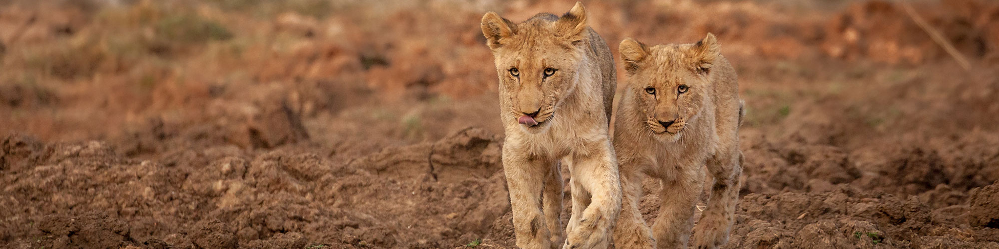 Lions Madikwe photo safari