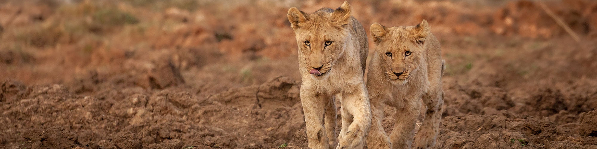 madikwe.jpg