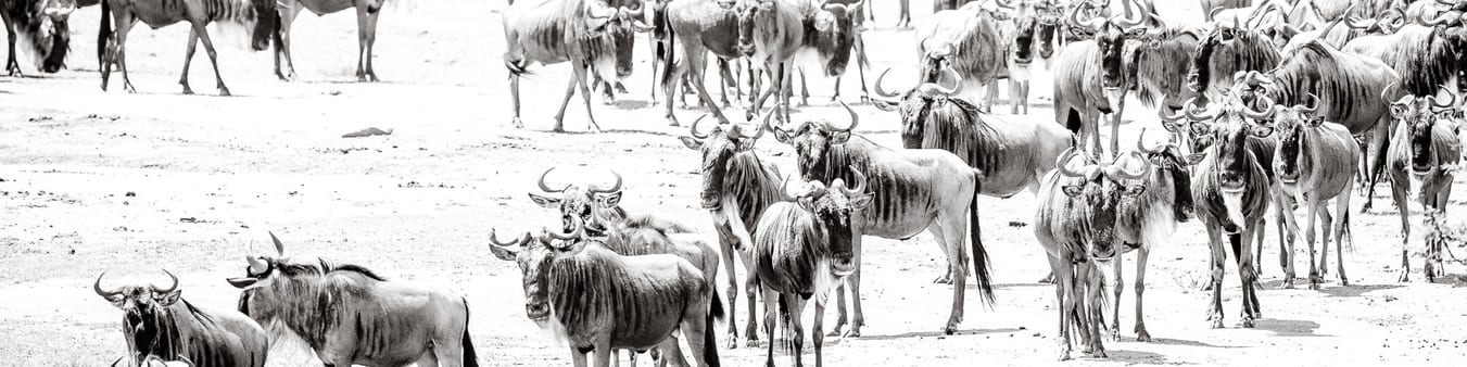 The great migration photo safari - Wildebeest in Masai Mara, Kenya