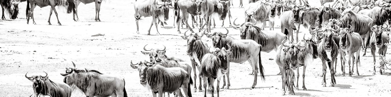The great migration photo safari – Wildebeest in Masai Mara, Kenya The great migration photo safari - Wildebeest in Masai Mara, Kenya