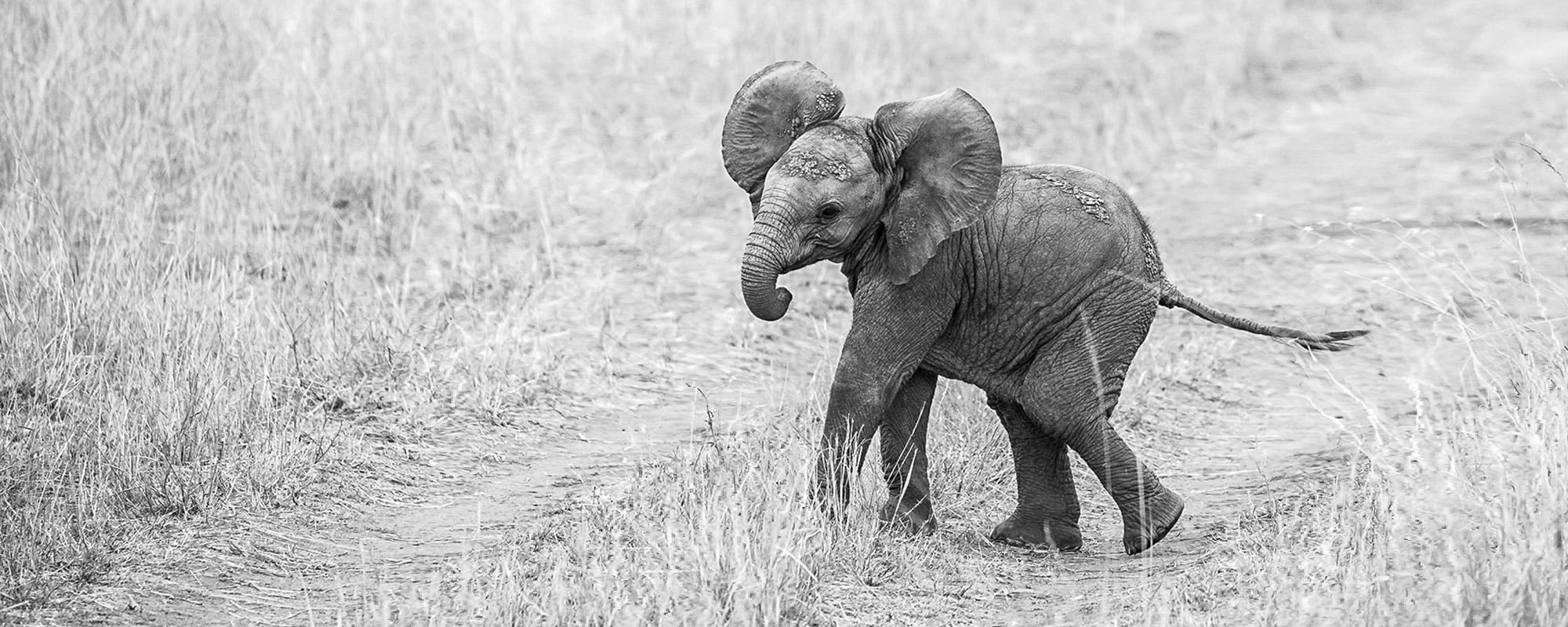 Pangolin Photo Safaris 10